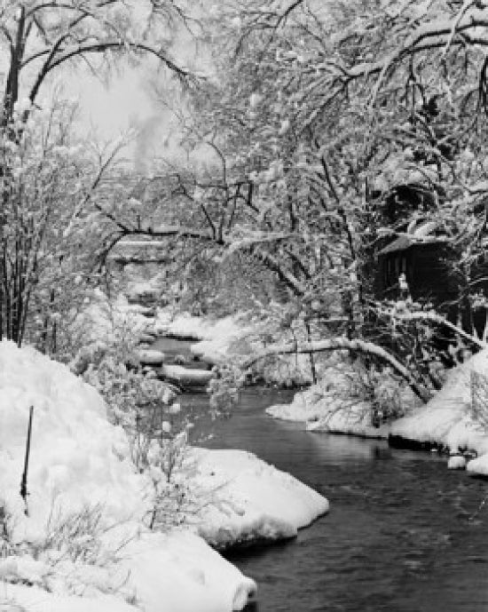 Stream Flowing Through a Forest Poster Print showcasing serene nature.