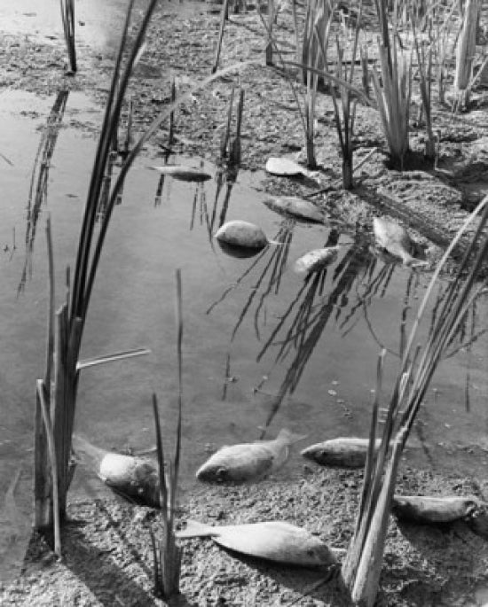 Dead Fish in a Marsh Poster Print - Nature Artwork