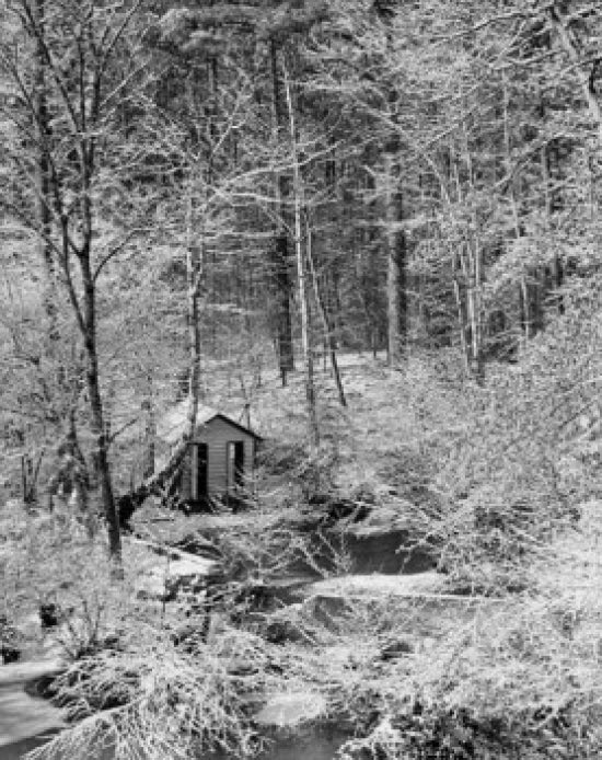 Hut in a Forest Poster Print - Serene nature artwork showcasing a cozy hut surrounded by trees.