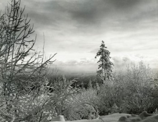 Bushes on Winter Landscape Poster Print showcasing a tranquil snowy scene.