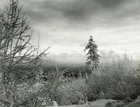Bushes on Winter Landscape Poster Print showcasing a tranquil snowy scene.