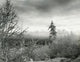 Bushes on Winter Landscape Poster Print showcasing a tranquil snowy scene.