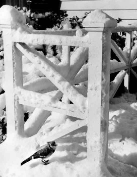 Blue Jay on Snow-Covered Railing Poster Print