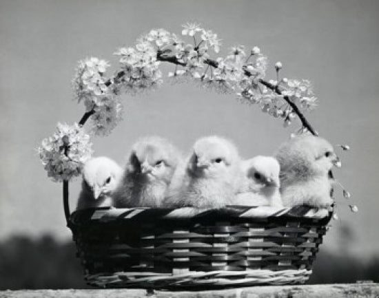 Close-up of five chicks in a colorful Easter basket poster print.