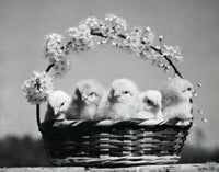 Close-up of five chicks in a colorful Easter basket poster print.