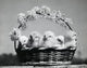 Close-up of five chicks in a colorful Easter basket poster print.