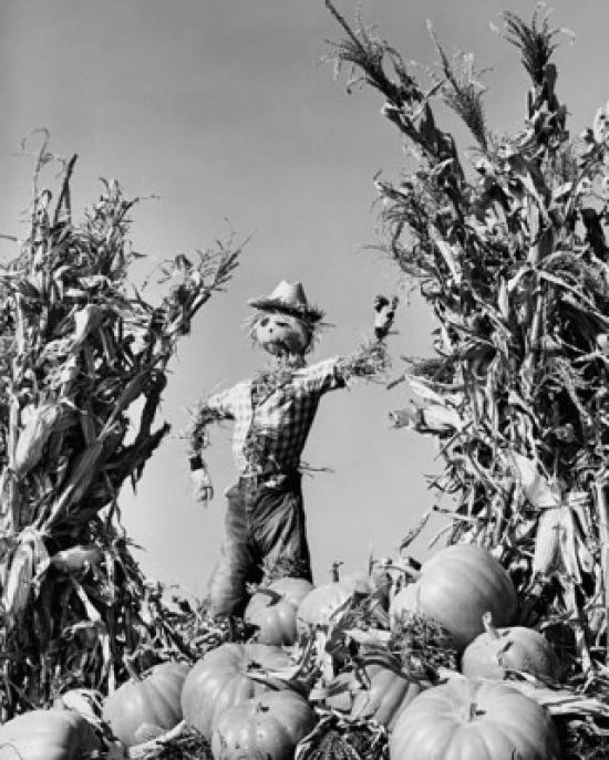 Low angle view of a scarecrow with pumpkins and corn in a field poster print