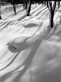 Snow with Shadows of Trees Poster Print showcasing a serene winter landscape.