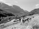 Farmers Harvesting Crop in Valley Poster Print showcasing rural agriculture.