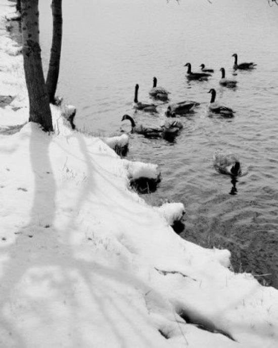 Ducks on Lake in Winter Poster Print showcasing serene nature scene