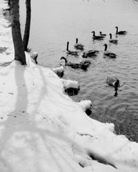 Ducks on Lake in Winter Poster Print showcasing serene nature scene