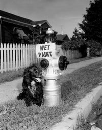 Dog sitting by hydrant with 'wet paint' sign poster print.