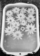 Vessel with Water Lily Flowers in Frozen Water Poster Print
