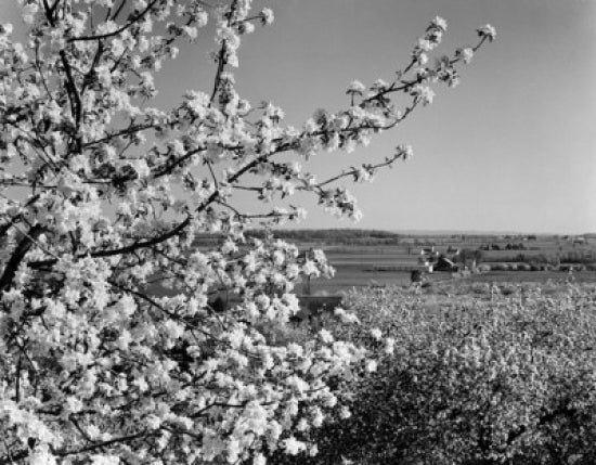 USA Pennsylvania landscape with fruit tree blossom poster print.