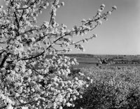USA Pennsylvania landscape with fruit tree blossom poster print.