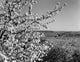 USA Pennsylvania landscape with fruit tree blossom poster print.
