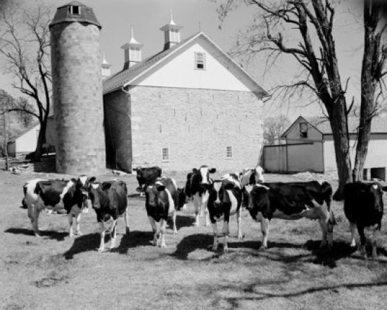 Poster print of a herd of cows standing in a village in Lebanon, Pennsylvania.