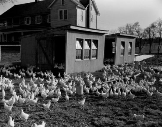 Chickens near hen houses poster print featuring rural Pennsylvania scenery.