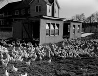 Chickens near hen houses poster print featuring rural Pennsylvania scenery.