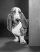 Basset Hound Portrait Poster Print featuring adorable dog art.