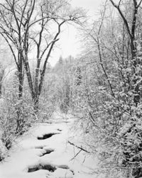 Winter Forest Poster Print showcasing a serene snowy landscape in Vermont.