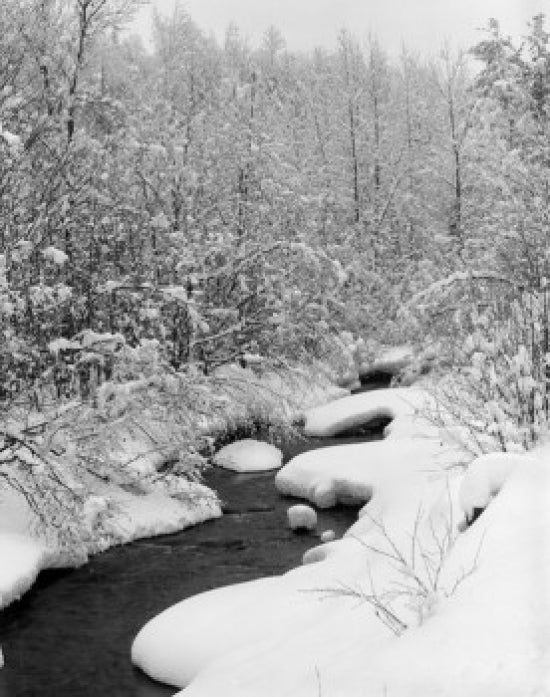 Vermont winter forest with flowing stream poster print