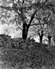 Tree with Stone Wall Poster Print showcasing nature and architecture.