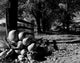 Harvested pumpkins and apples on a farm poster print