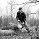 Man Sawing Tree Poster Print showcasing vibrant nature artwork.