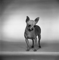 Charming Chihuahua Poster Print showcasing a delightful studio shot of a Chihuahua.