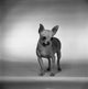 Charming Chihuahua Poster Print showcasing a delightful studio shot of a Chihuahua.