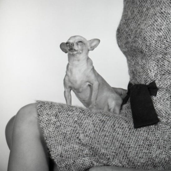 Small dog sitting on a woman's knees, heartwarming poster print.