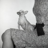 Small dog sitting on a woman's knees, heartwarming poster print.