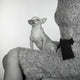 Small dog sitting on a woman's knees, heartwarming poster print.