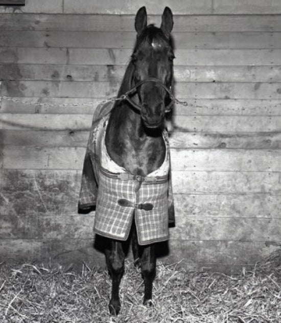 Horse in Jacket Poster Print showcasing a horse in a stylish jacket.