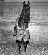 Horse in Jacket Poster Print showcasing a horse in a stylish jacket.