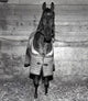 Horse in Jacket Poster Print showcasing a horse in a stylish jacket.