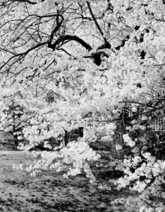 Tree in Blossom Poster Print showcasing vibrant flowers and nature.