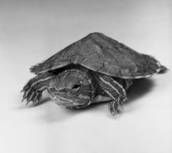 Close-Up Turtle Poster Print showcasing intricate details and colors.