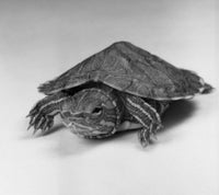 Close-Up Turtle Poster Print showcasing intricate details and colors.
