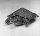 Close-Up Turtle Poster Print showcasing intricate details and colors.