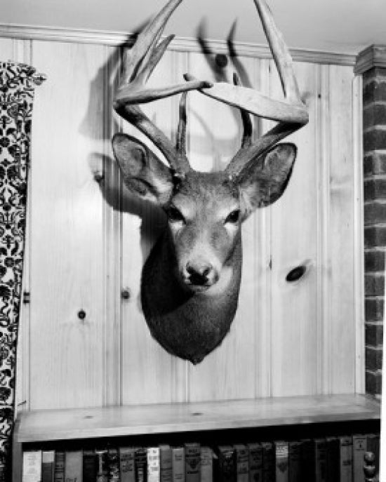 Head of Stuffed Deer Poster Print showcasing detailed wildlife art.