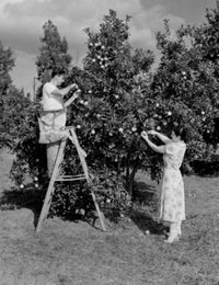 Vibrant Picking Apples Poster Print showcasing an autumn orchard scene.
