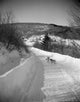 Dogs on Snow Covered Road Poster Print showcasing dogs in a winter landscape.