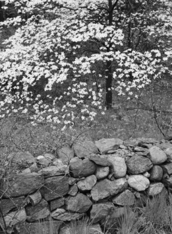 Dogwood and Rock Garden Poster Print showcasing vibrant floral artwork.