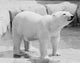 Polar Bear Poster Print showcasing a majestic polar bear in its natural habitat.