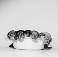 Studio portrait of sleeping puppies in a tub poster print