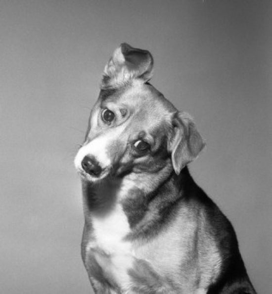 Portrait of Dog Poster Print showcasing a beautiful dog portrait.