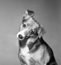 Portrait of Dog Poster Print showcasing a beautiful dog portrait.