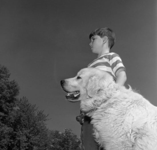 Boy with dog playing in the park poster print